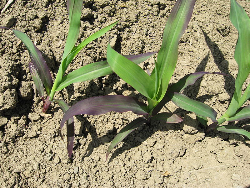 phosphorus deficiency